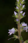 Common gypsyweed